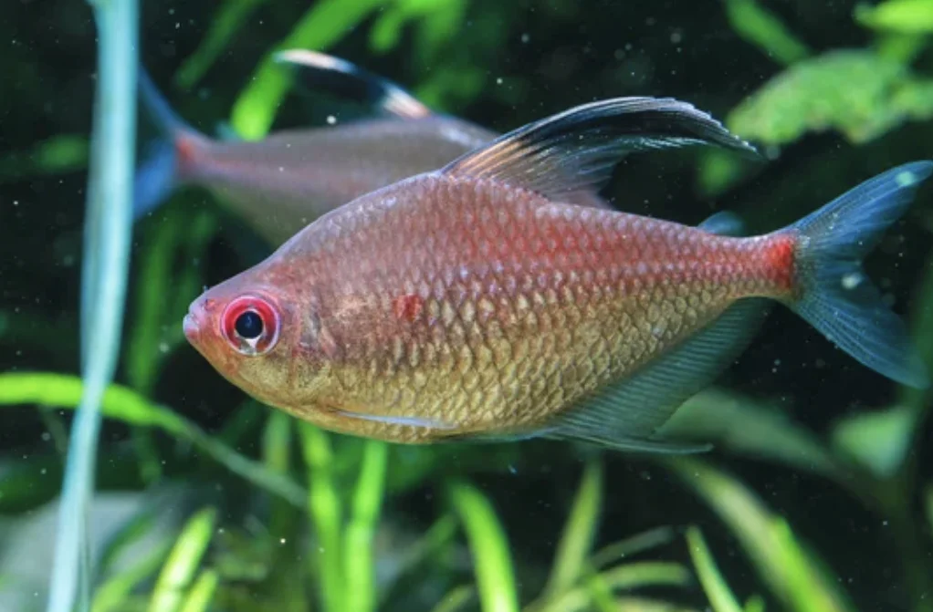 Bleeding Heart Tetra